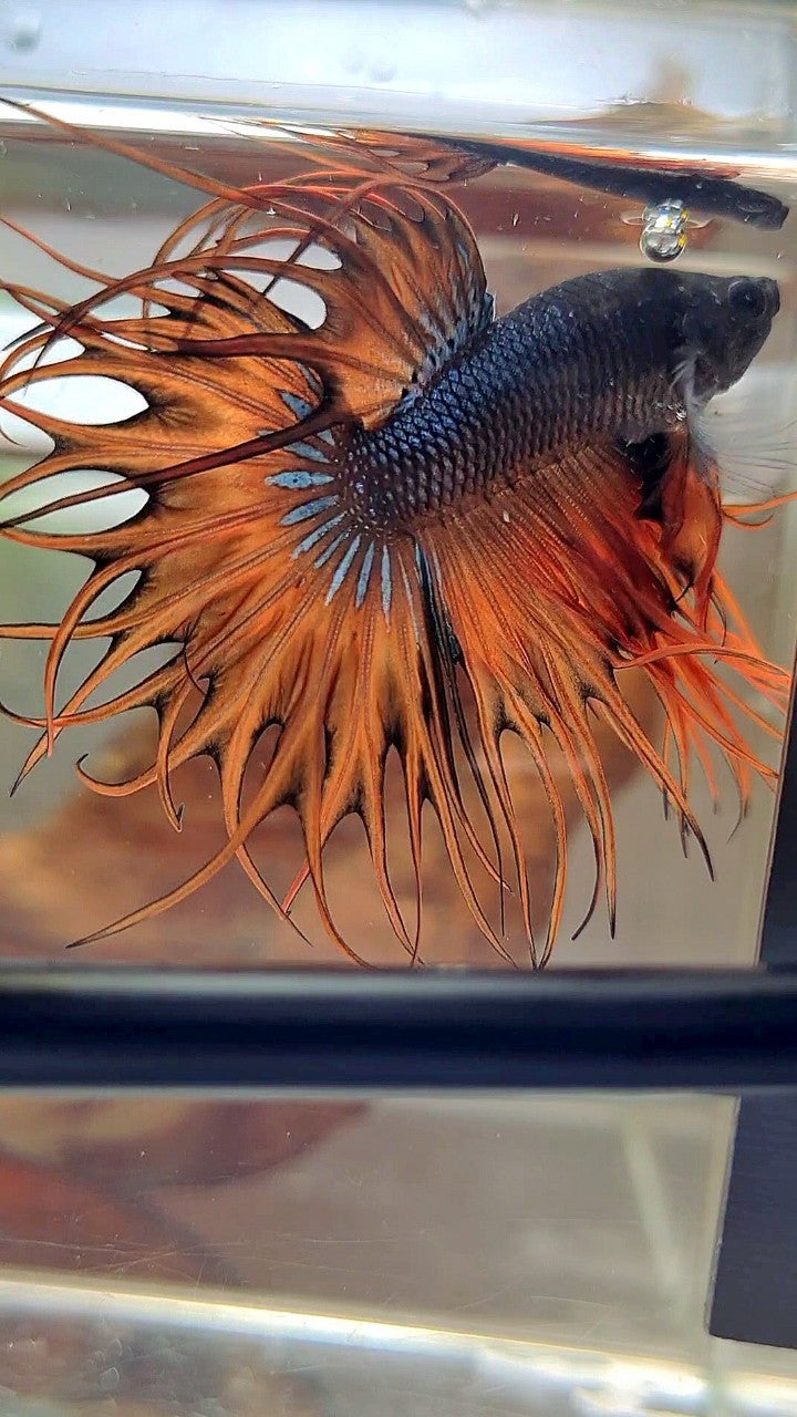 KING CROWNTAIL DARK YELLOW ORANGE MUSTARD BETTA FISH