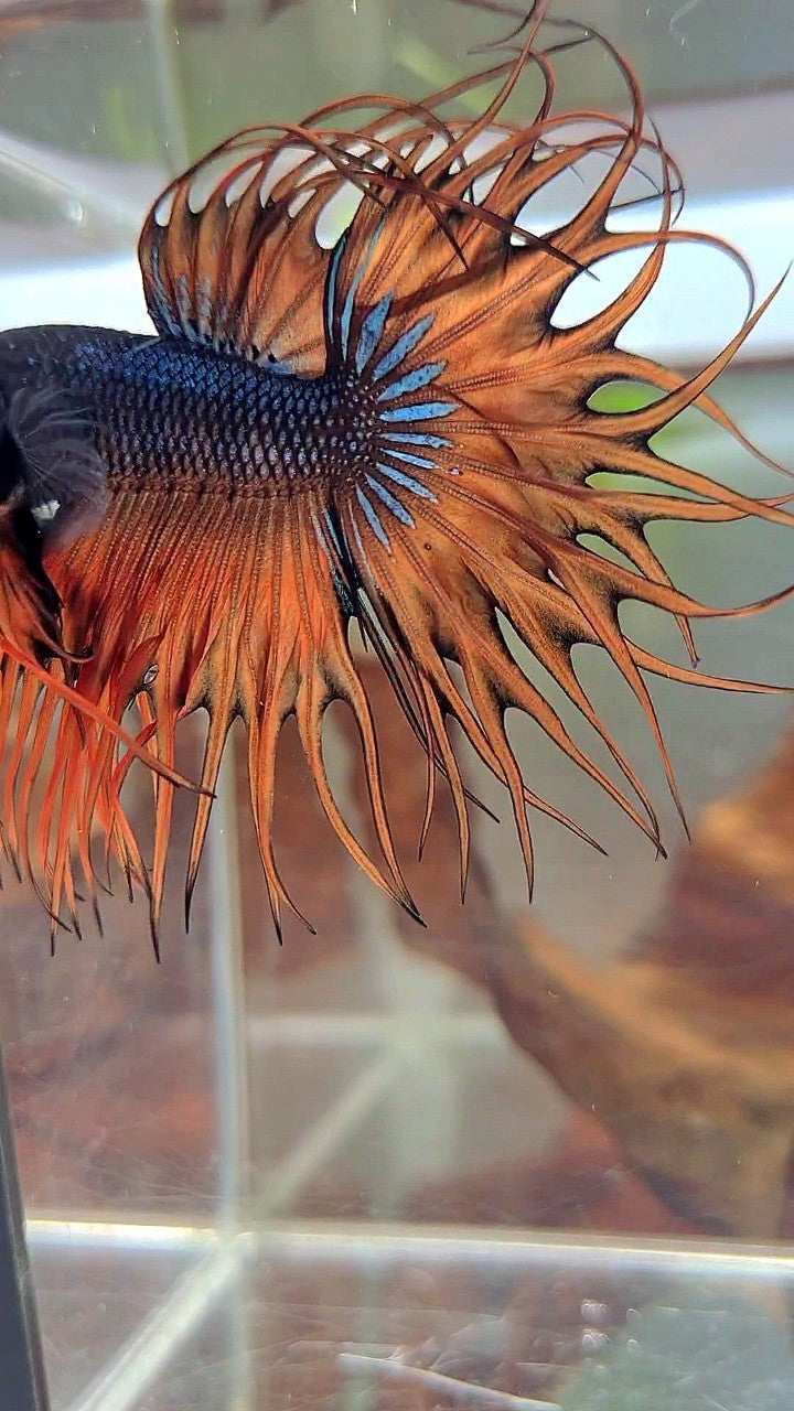 KING CROWNTAIL DARK YELLOW ORANGE MUSTARD BETTA FISH