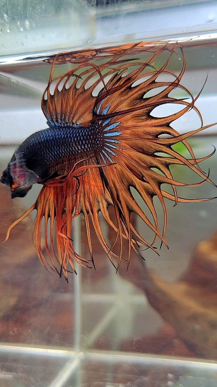 KING CROWNTAIL DARK YELLOW ORANGE MUSTARD BETTA FISH