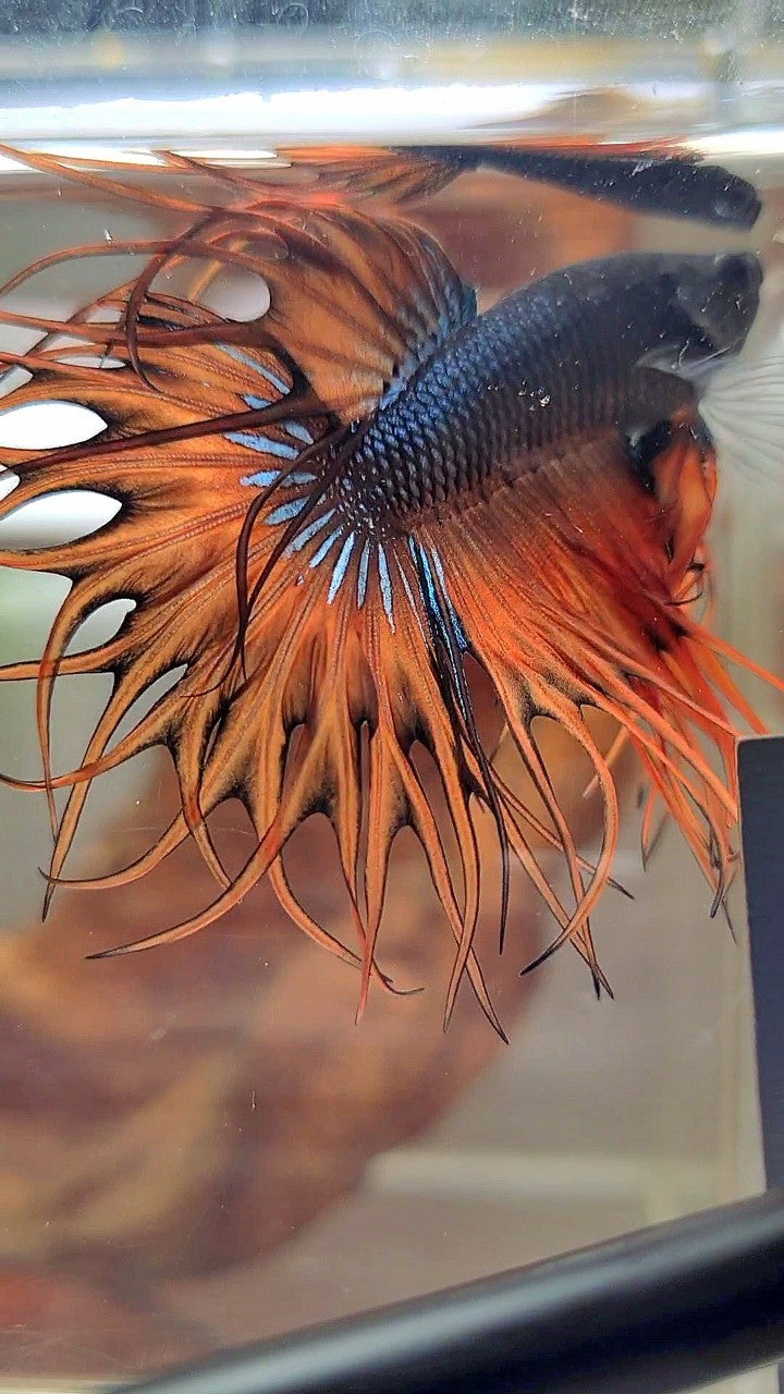 KING CROWNTAIL DARK YELLOW ORANGE MUSTARD BETTA FISH
