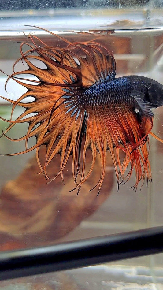 KING CROWNTAIL DARK YELLOW ORANGE MUSTARD BETTA FISH