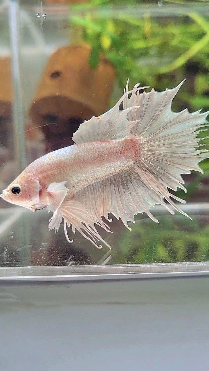 CROWNTAIL DUMBO EAR WHITE PLATINUM BETTA FISH