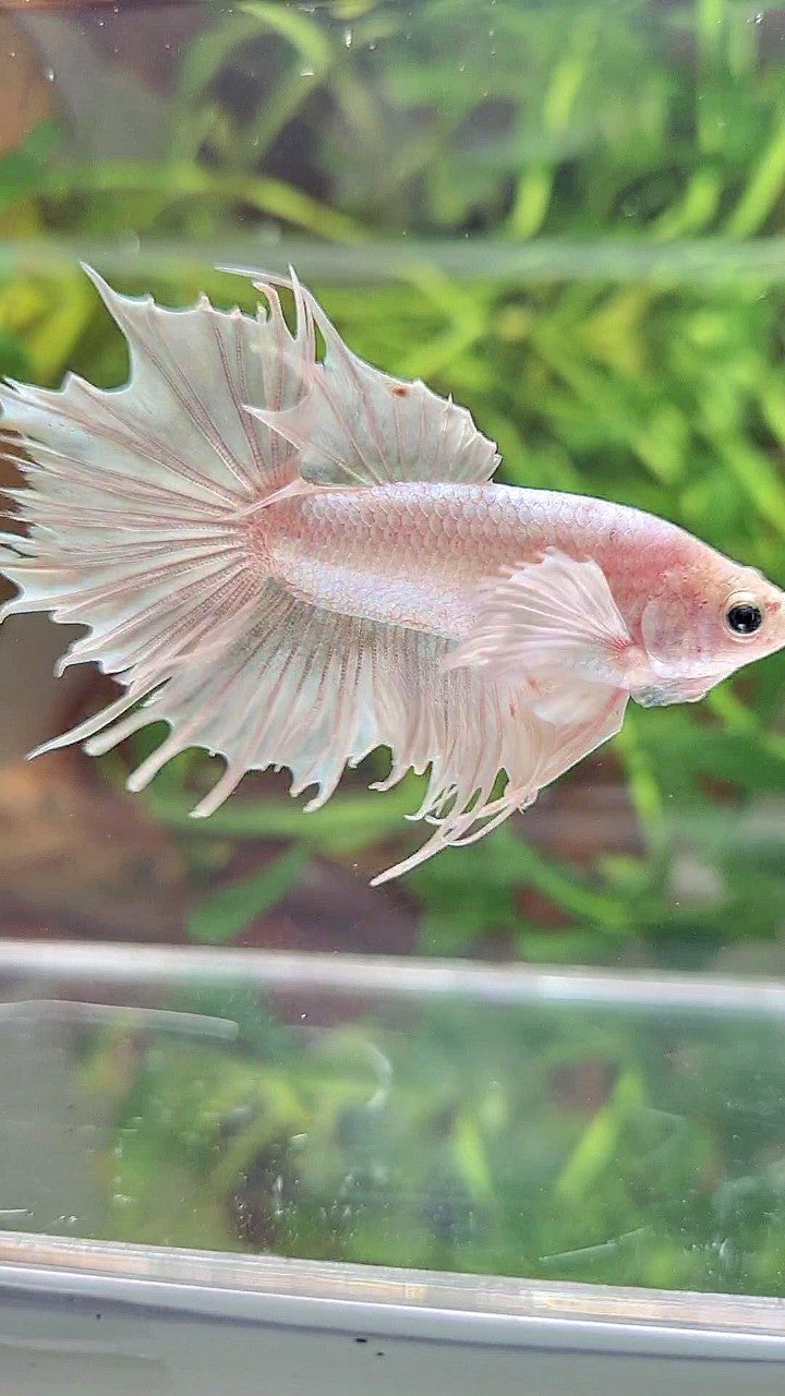 CROWNTAIL DUMBO EAR WHITE PLATINUM BETTA FISH
