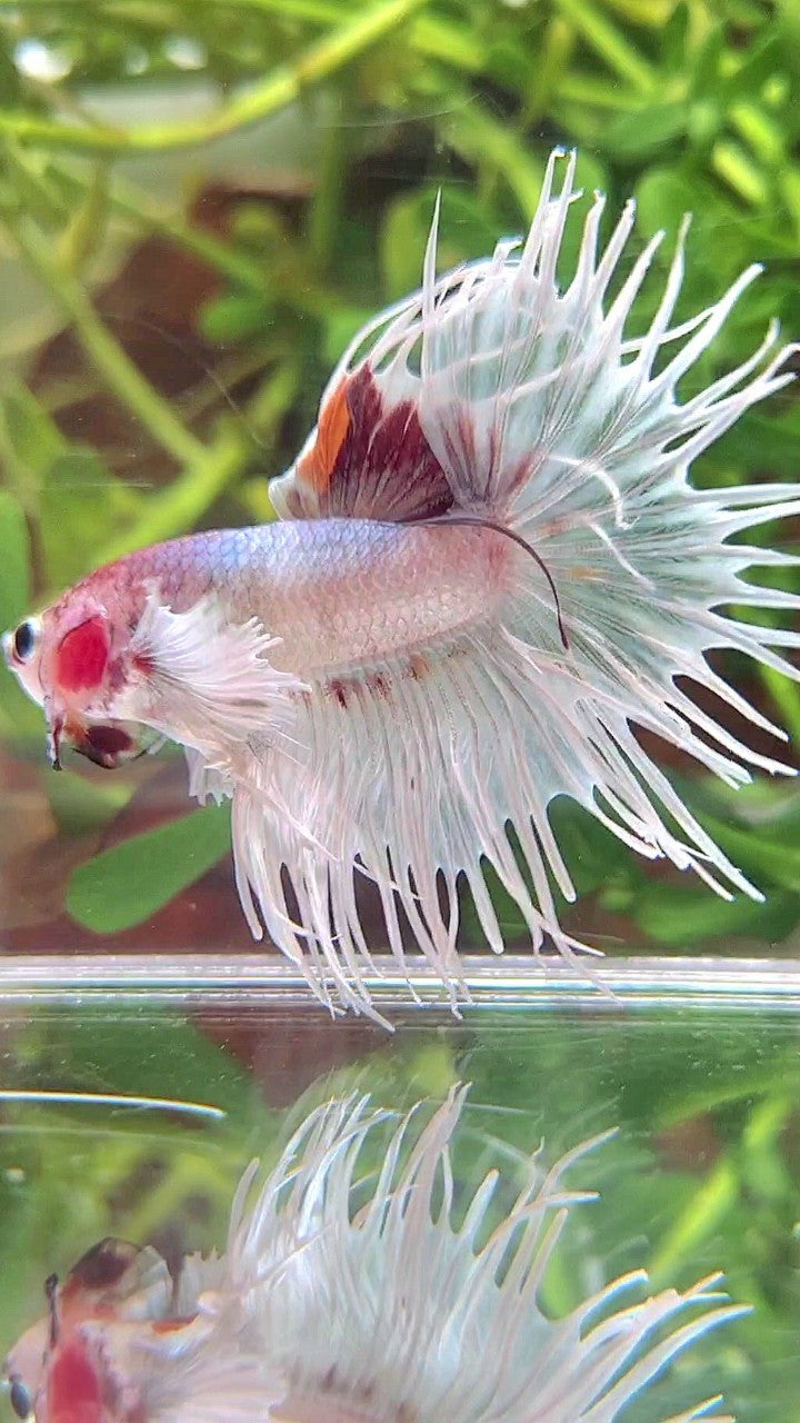 CROWNTAIL DUMBO EAR WHITE RED MULTICOLOR BETTA FISH
