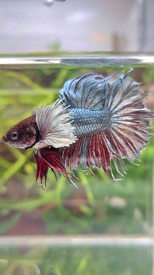 CROWNTAIL DUMBO EAR COPPER BETTA FISH