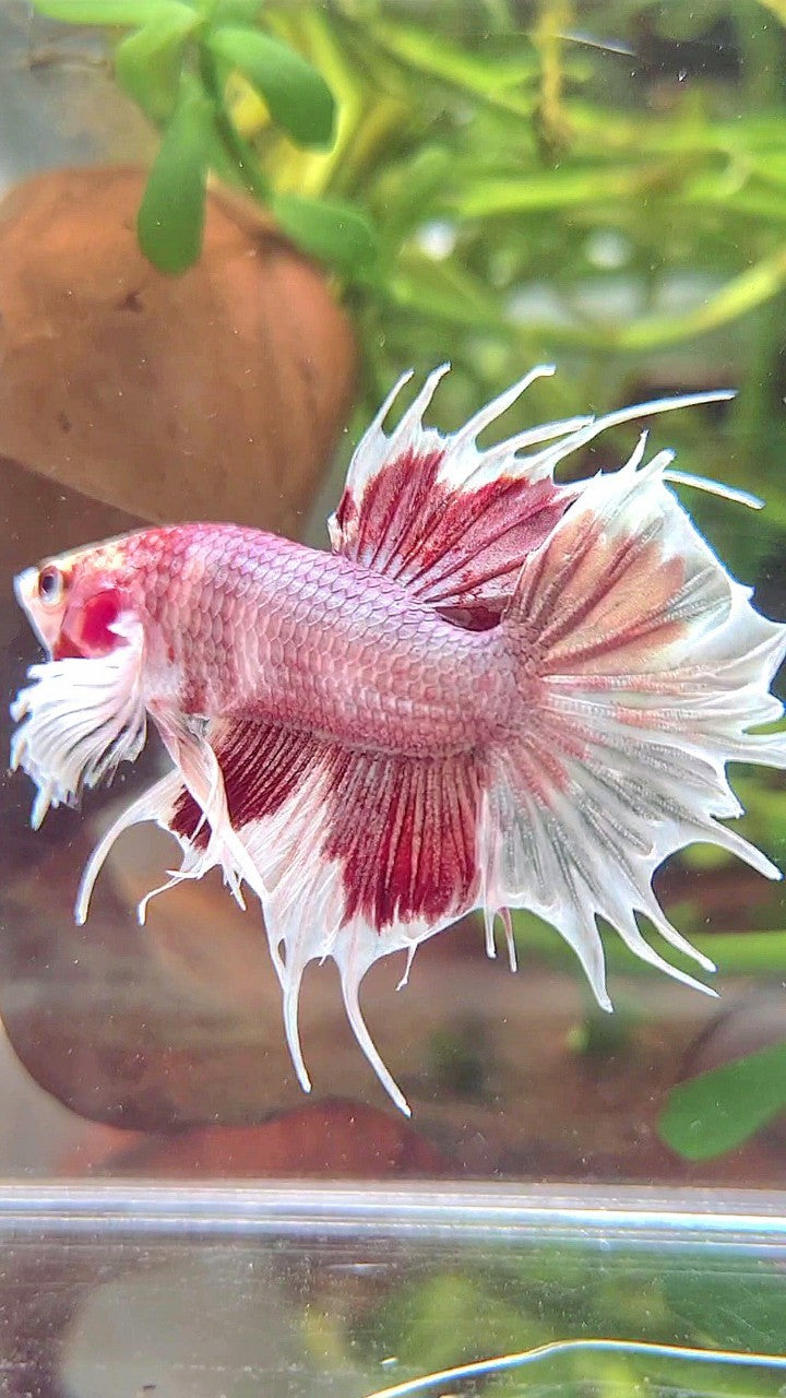 CROWNTAIL DUMBO EAR WHITE RED MULTICOLOR BETTA FISH