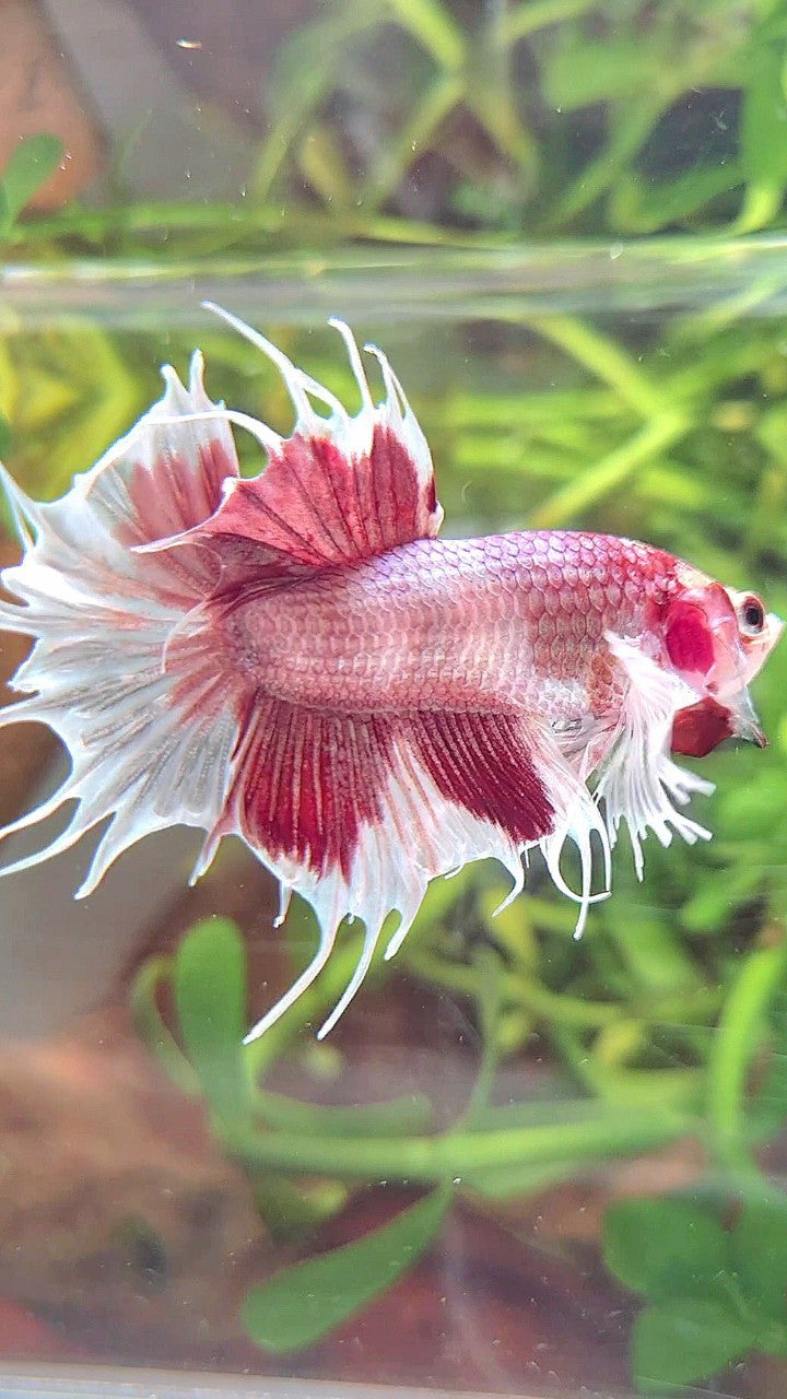 CROWNTAIL DUMBO EAR WHITE RED MULTICOLOR BETTA FISH