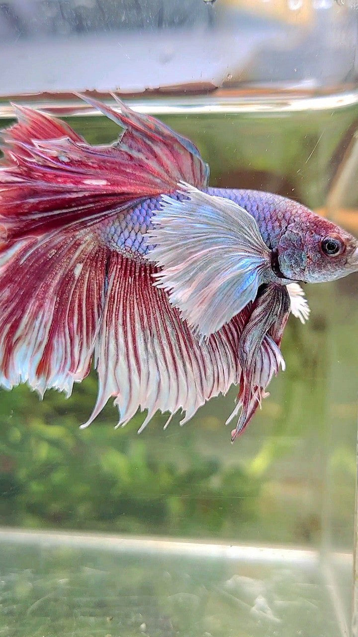 HALFMOON SUPER DUMBO EAR PURPLE BETTA FISH