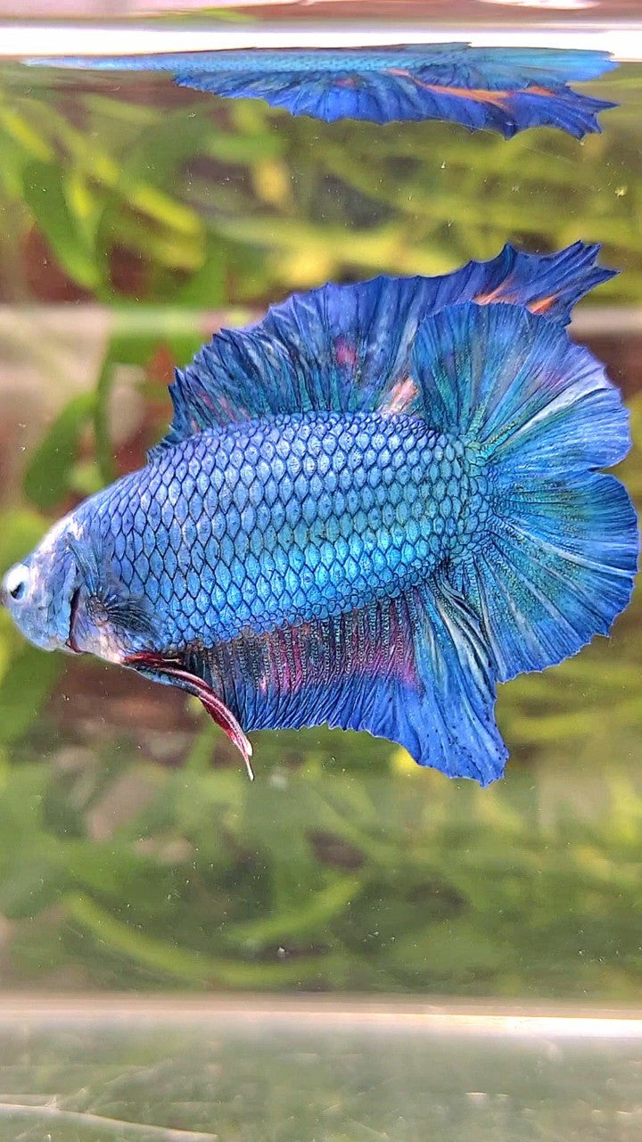 XXL PLAKAT DOUBLE TAIL BLUE MULTICOLOR BETTA FISH