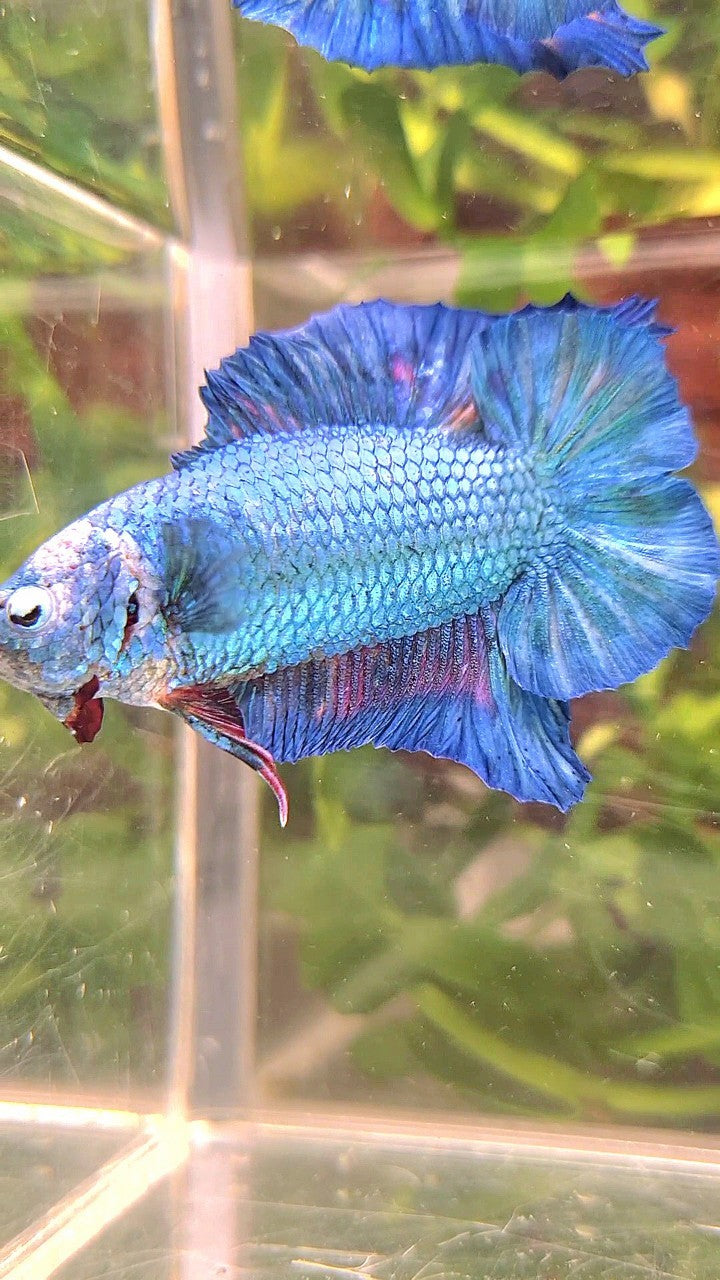 XXL PLAKAT DOUBLE TAIL BLUE MULTICOLOR BETTA FISH