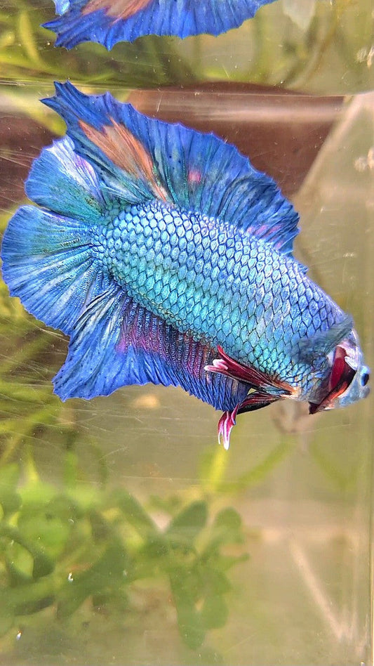XXL PLAKAT DOUBLE TAIL BLUE MULTICOLOR BETTA FISH