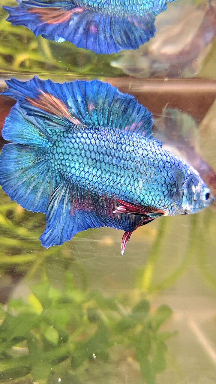 XXL PLAKAT DOUBLE TAIL BLUE MULTICOLOR BETTA FISH