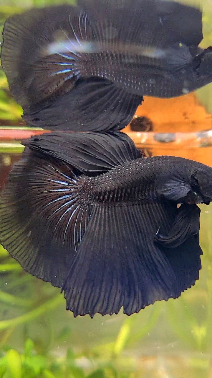HALFMOON ROSETAIL SUPER BLACK BETTA FISH