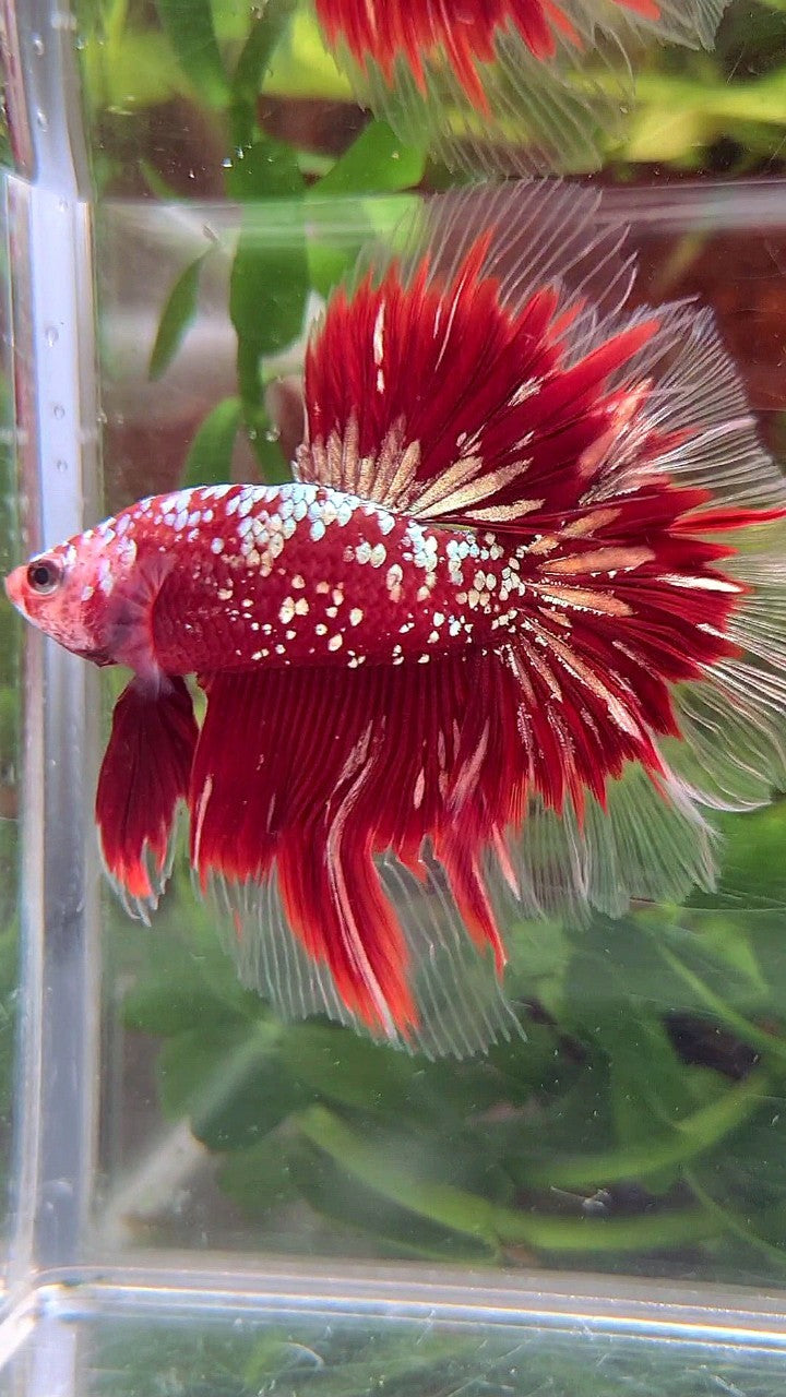 LUXURY HALFMOON ROSETAIL RED GOLD STAR GALAXY BETTA FISH