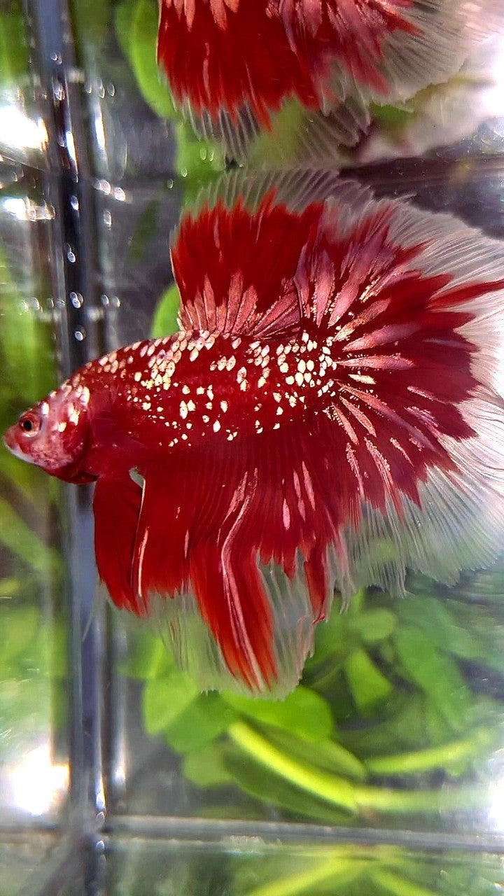 LUXURY HALFMOON ROSETAIL RED GOLD STAR GALAXY BETTA FISH