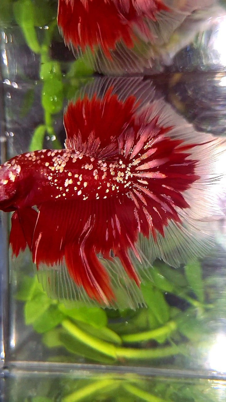 LUXURY HALFMOON ROSETAIL RED GOLD STAR GALAXY BETTA FISH