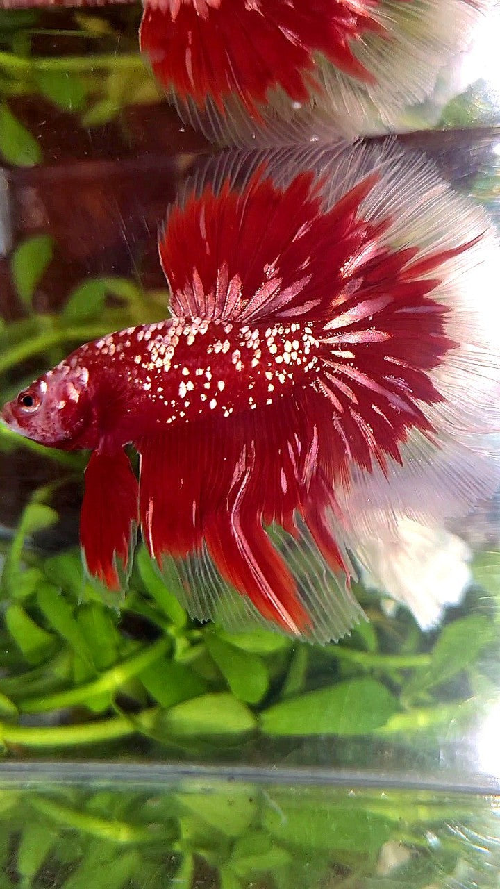 LUXURY HALFMOON ROSETAIL RED GOLD STAR GALAXY BETTA FISH