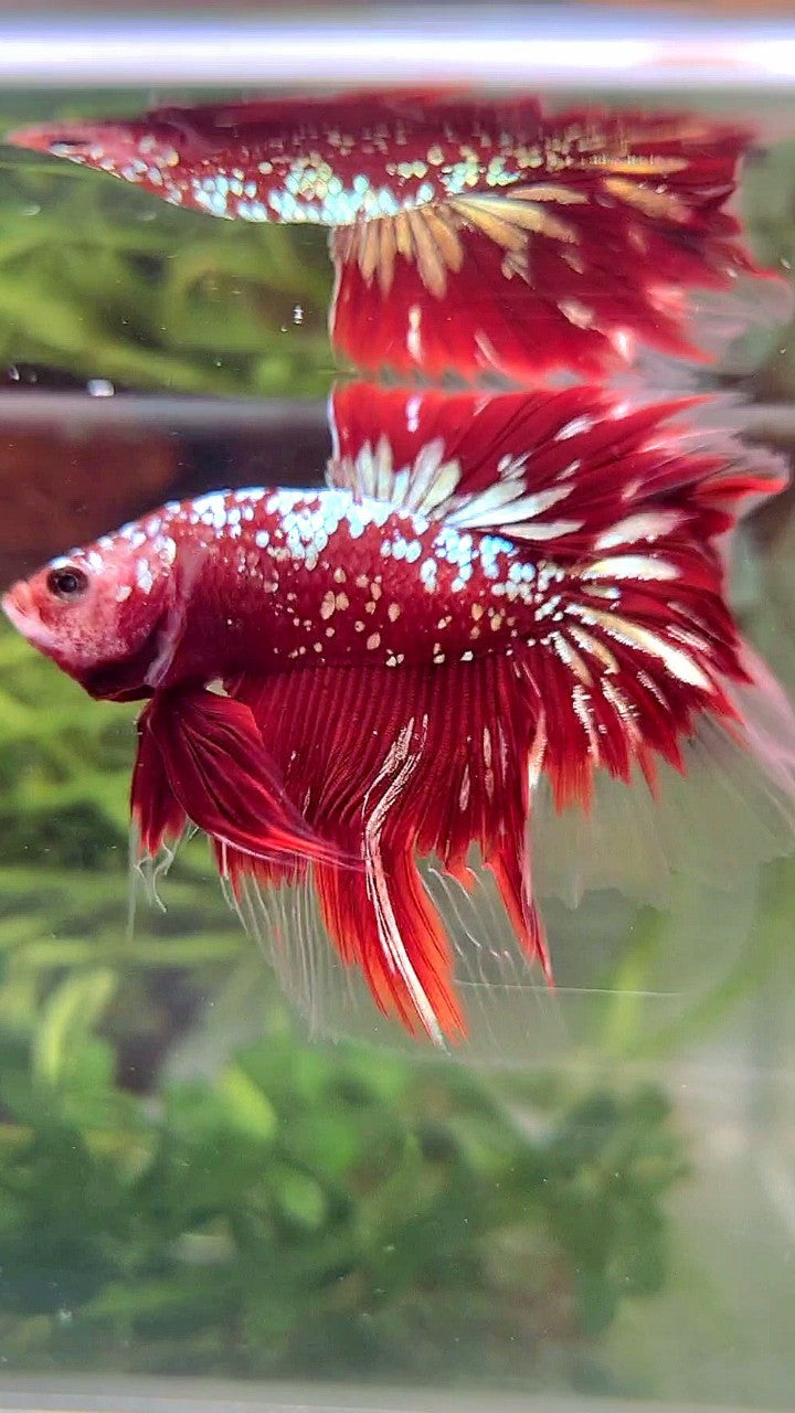 LUXURY HALFMOON ROSETAIL RED GOLD STAR GALAXY BETTA FISH