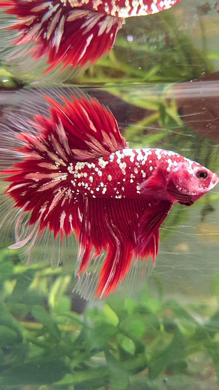 LUXURY HALFMOON ROSETAIL RED GOLD STAR GALAXY BETTA FISH