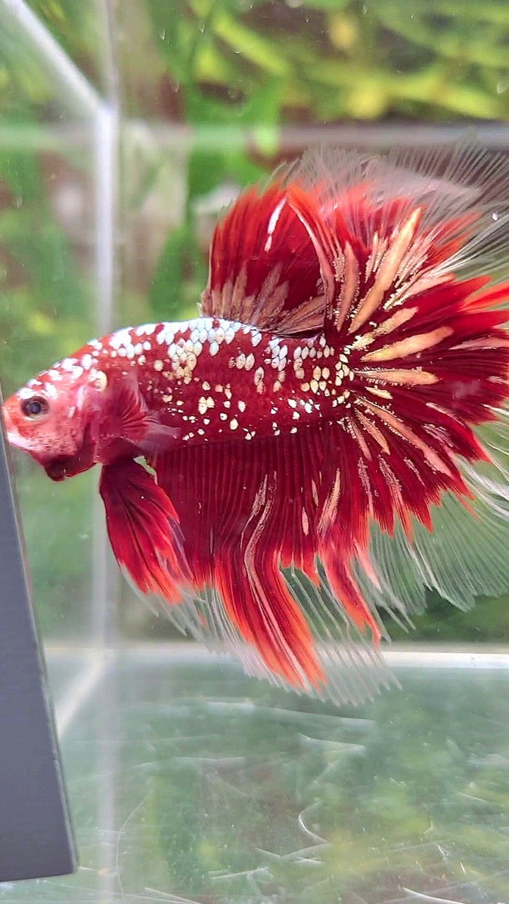 LUXURY HALFMOON ROSETAIL RED GOLD STAR GALAXY BETTA FISH