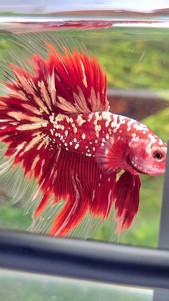 LUXURY HALFMOON ROSETAIL RED GOLD STAR GALAXY BETTA FISH