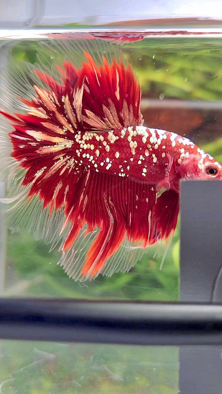 LUXURY HALFMOON ROSETAIL RED GOLD STAR GALAXY BETTA FISH