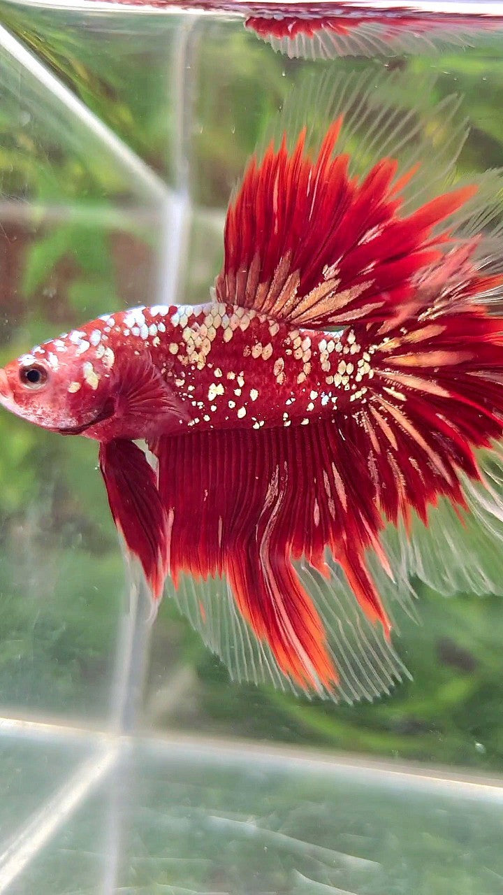 LUXURY HALFMOON ROSETAIL RED GOLD STAR GALAXY BETTA FISH