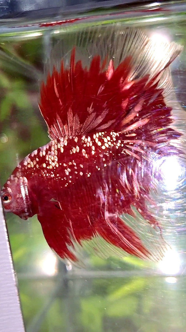 LUXURY HALFMOON ROSETAIL RED GOLD STAR GALAXY BETTA FISH