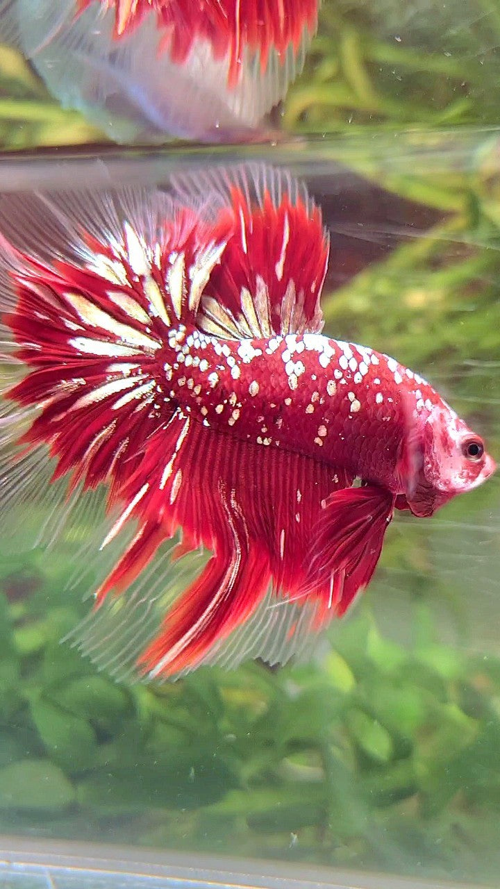 LUXURY HALFMOON ROSETAIL RED GOLD STAR GALAXY BETTA FISH