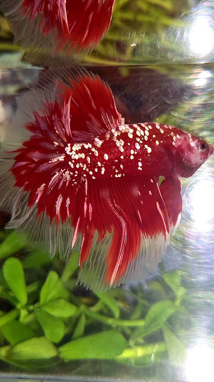 LUXURY HALFMOON ROSETAIL RED GOLD STAR GALAXY BETTA FISH