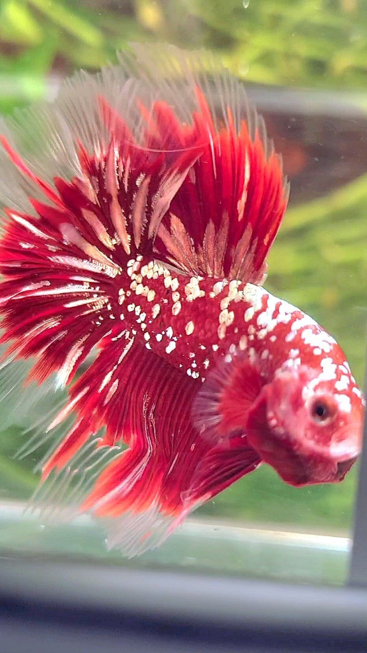 LUXURY HALFMOON ROSETAIL RED GOLD STAR GALAXY BETTA FISH