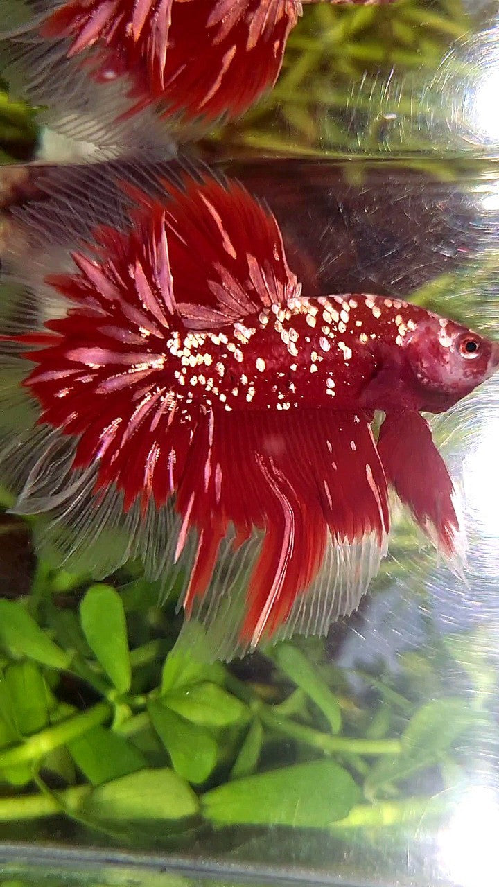 LUXURY HALFMOON ROSETAIL RED GOLD STAR GALAXY BETTA FISH