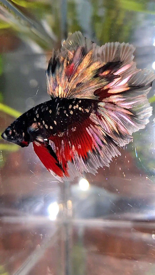 LUXURY HALFMOON FEATHER TAIL BLACK GALAXY COPPER GOLD AVATAR RED BETTA FISH