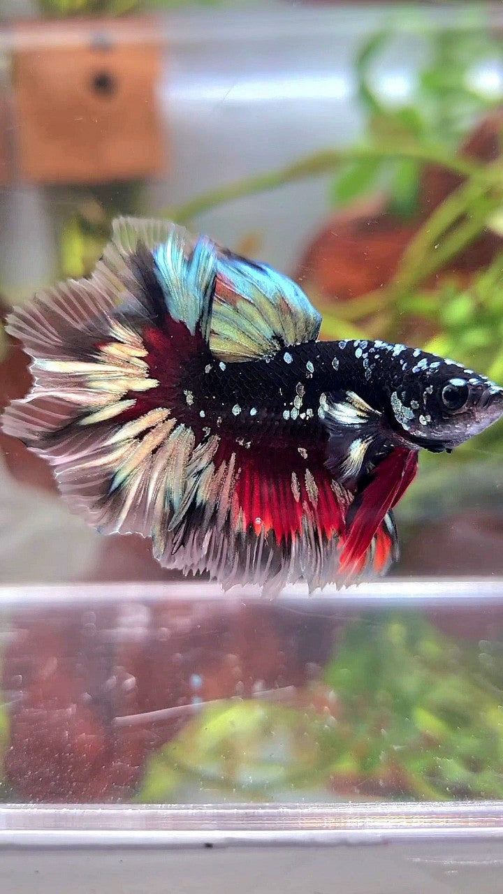LUXURY HALFMOON FEATHER TAIL BLACK GALAXY COPPER GOLD AVATAR RED BETTA FISH