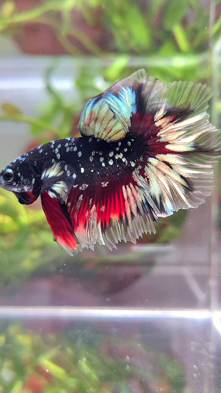 LUXURY HALFMOON FEATHER TAIL BLACK GALAXY COPPER GOLD AVATAR RED BETTA FISH