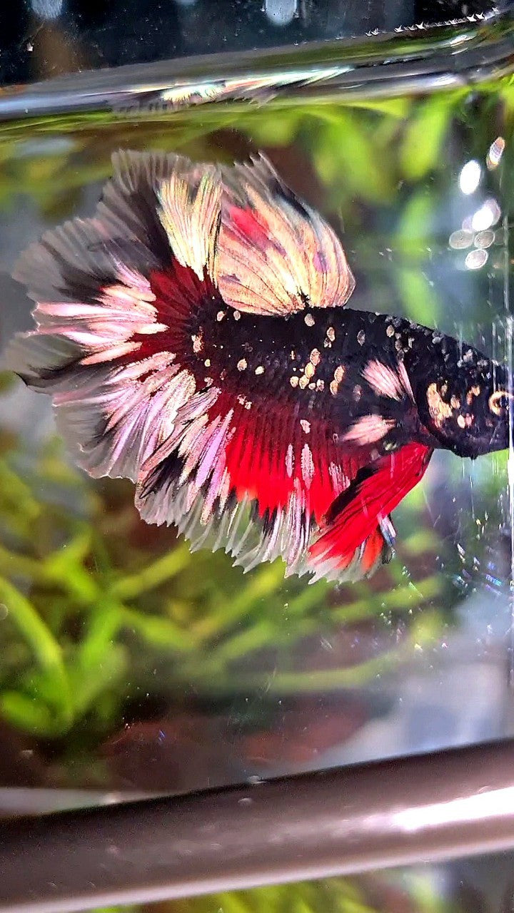 LUXURY HALFMOON FEATHER TAIL BLACK GALAXY COPPER GOLD AVATAR RED BETTA FISH