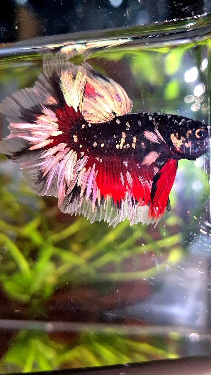 LUXURY HALFMOON FEATHER TAIL BLACK GALAXY COPPER GOLD AVATAR RED BETTA FISH