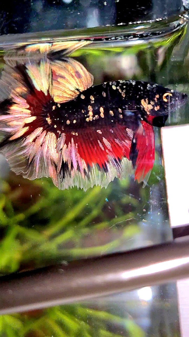 LUXURY HALFMOON FEATHER TAIL BLACK GALAXY COPPER GOLD AVATAR RED BETTA FISH
