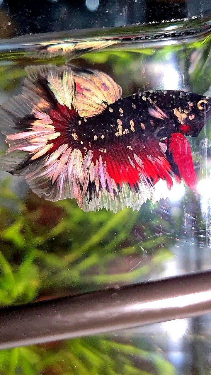 LUXURY HALFMOON FEATHER TAIL BLACK GALAXY COPPER GOLD AVATAR RED BETTA FISH
