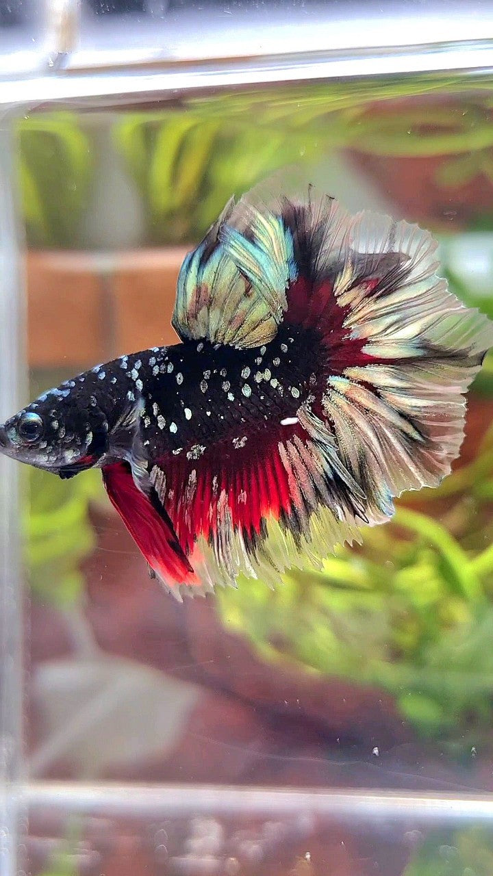 LUXURY HALFMOON FEATHER TAIL BLACK GALAXY COPPER GOLD AVATAR RED BETTA FISH
