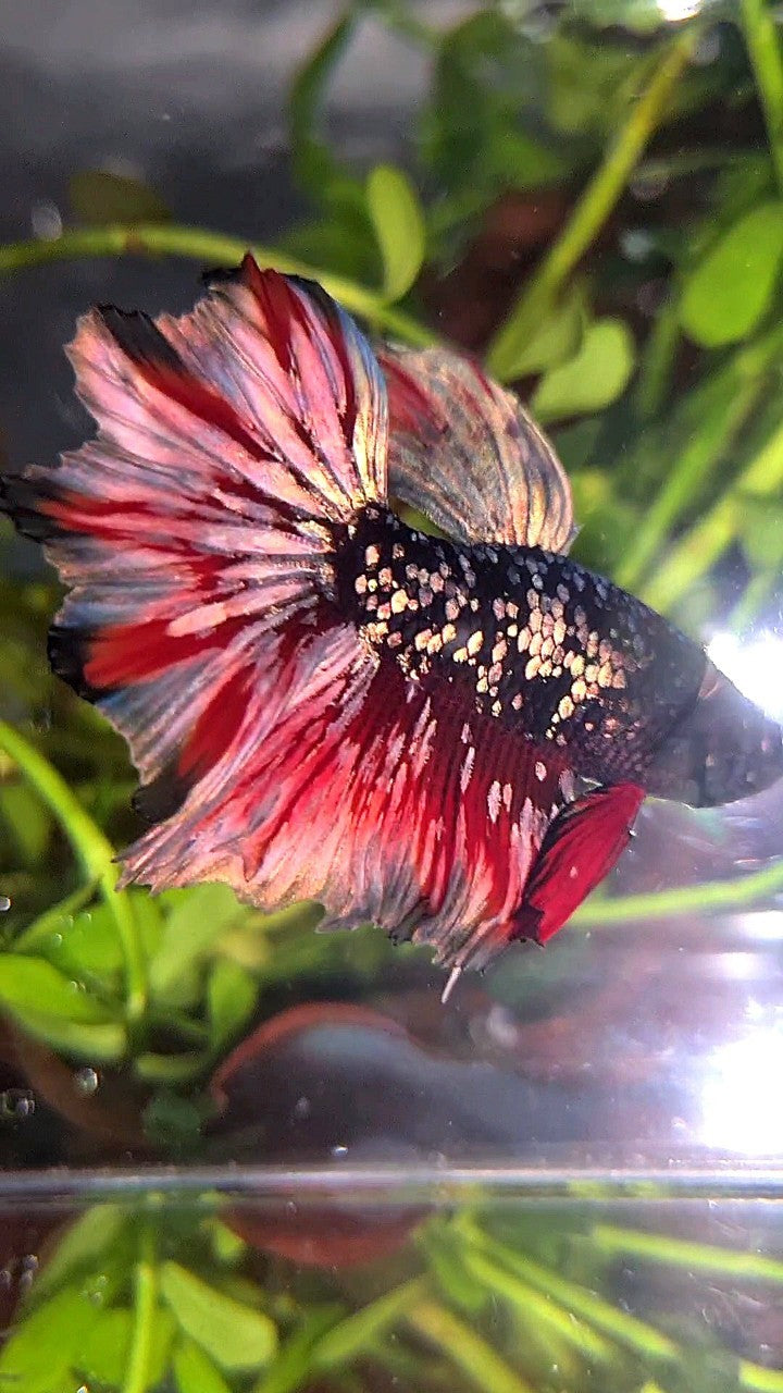 LUXURY HALFMOON FEATHER TAIL BLACK GALAXY COPPER GOLD AVATAR RED WASH BETTA FISH