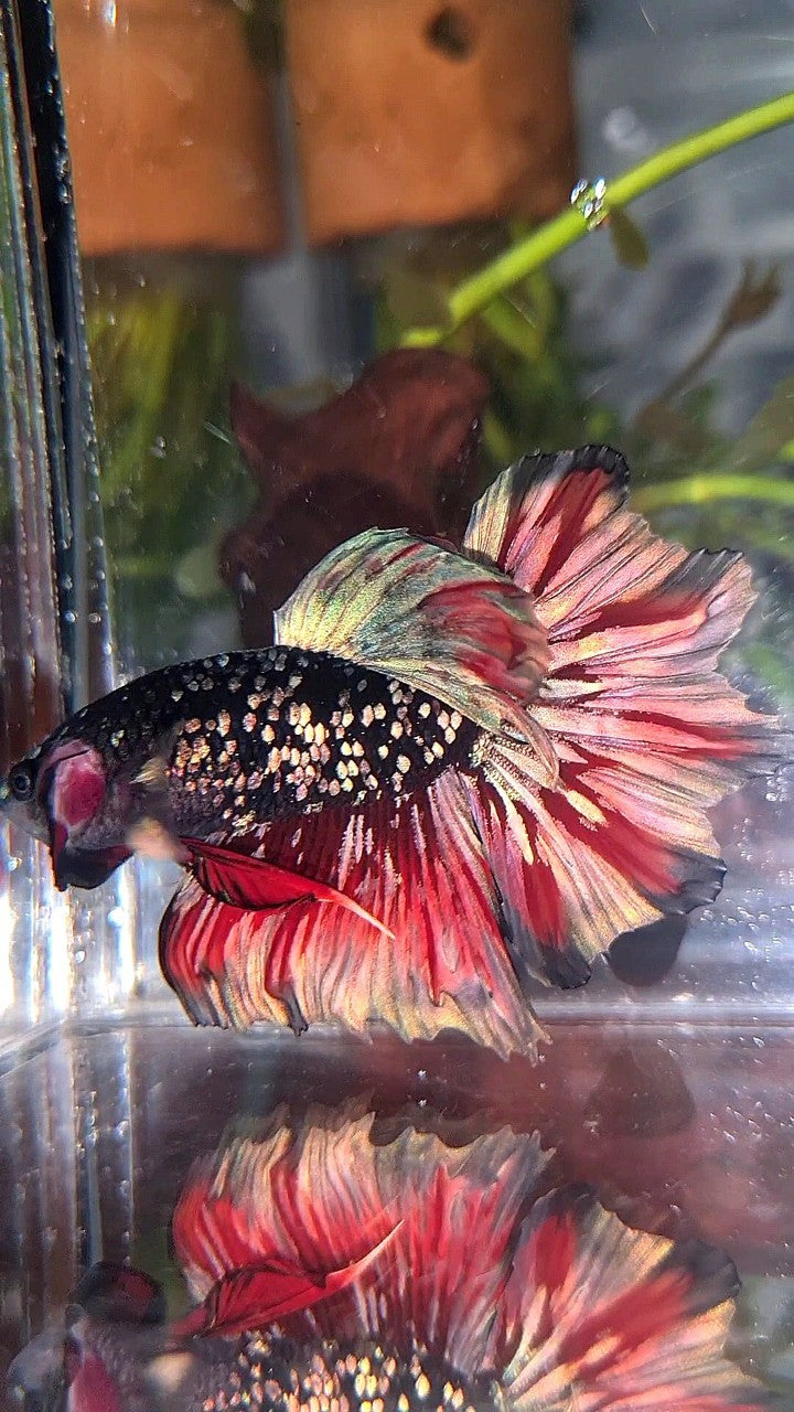 LUXURY HALFMOON FEATHER TAIL BLACK GALAXY COPPER GOLD AVATAR RED WASH BETTA FISH