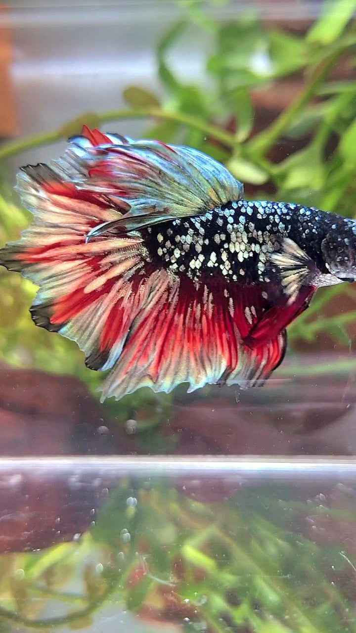 LUXURY HALFMOON FEATHER TAIL BLACK GALAXY COPPER GOLD AVATAR RED WASH BETTA FISH