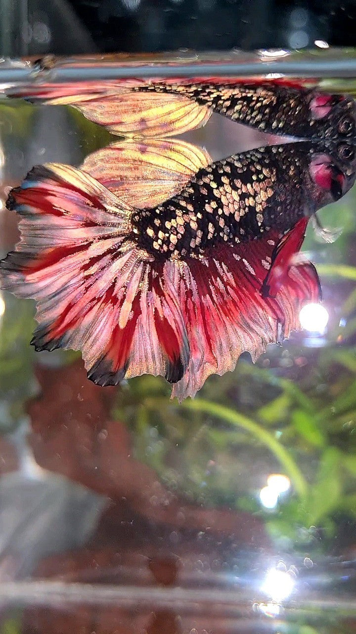 LUXURY HALFMOON FEATHER TAIL BLACK GALAXY COPPER GOLD AVATAR RED WASH BETTA FISH
