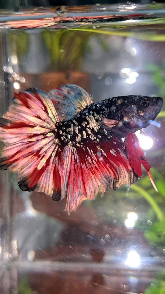 LUXURY HALFMOON FEATHER TAIL BLACK GALAXY COPPER GOLD AVATAR RED WASH BETTA FISH
