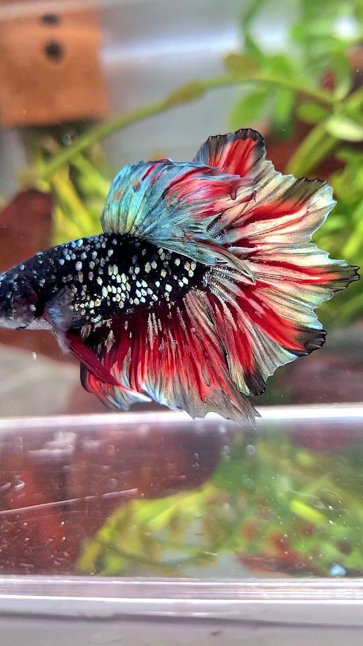 LUXURY HALFMOON FEATHER TAIL BLACK GALAXY COPPER GOLD AVATAR RED WASH BETTA FISH