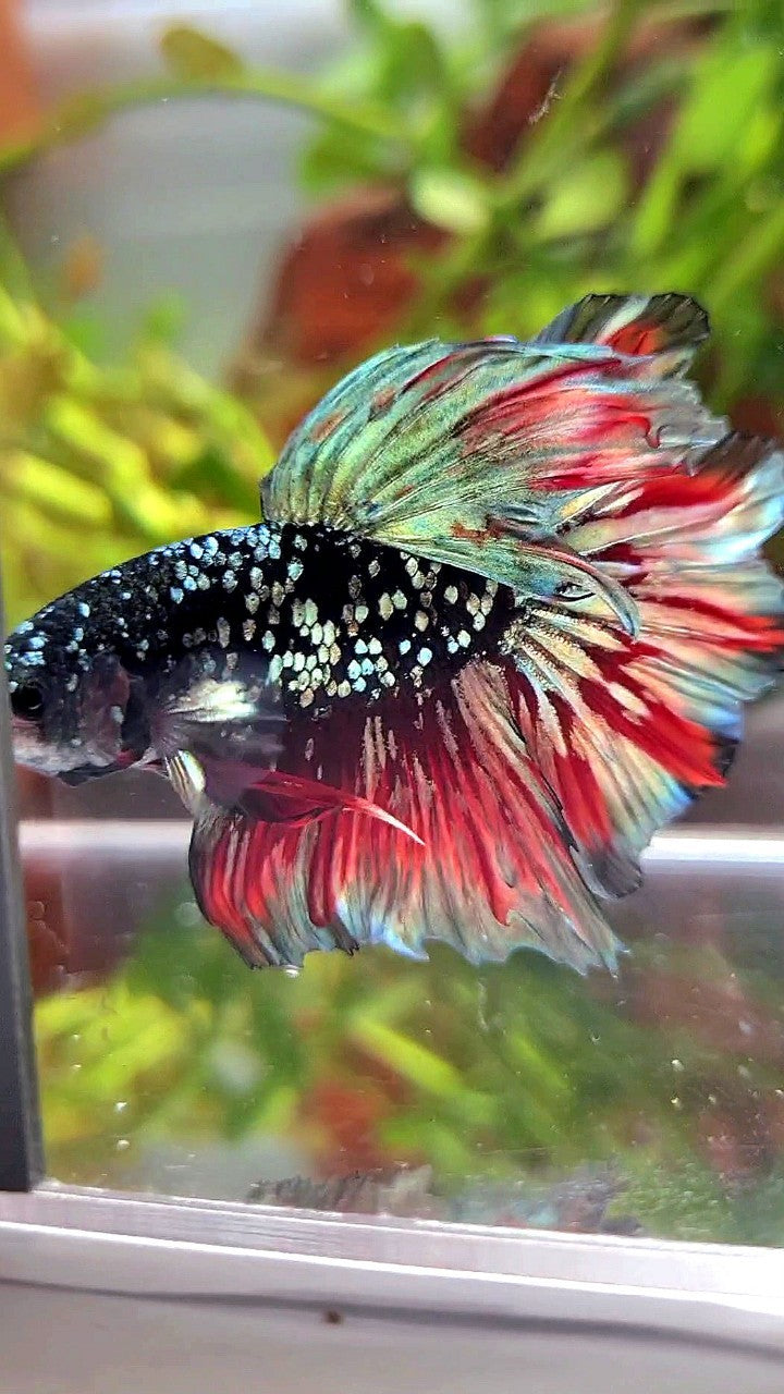 LUXURY HALFMOON FEATHER TAIL BLACK GALAXY COPPER GOLD AVATAR RED WASH BETTA FISH