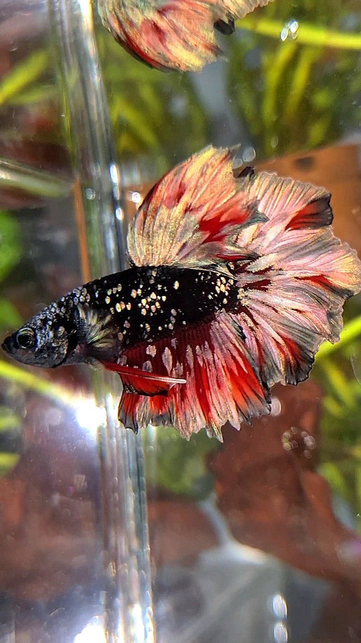 LUXURY HALFMOON FEATHER TAIL BLACK GALAXY COPPER GOLD AVATAR RED WASH BETTA FISH