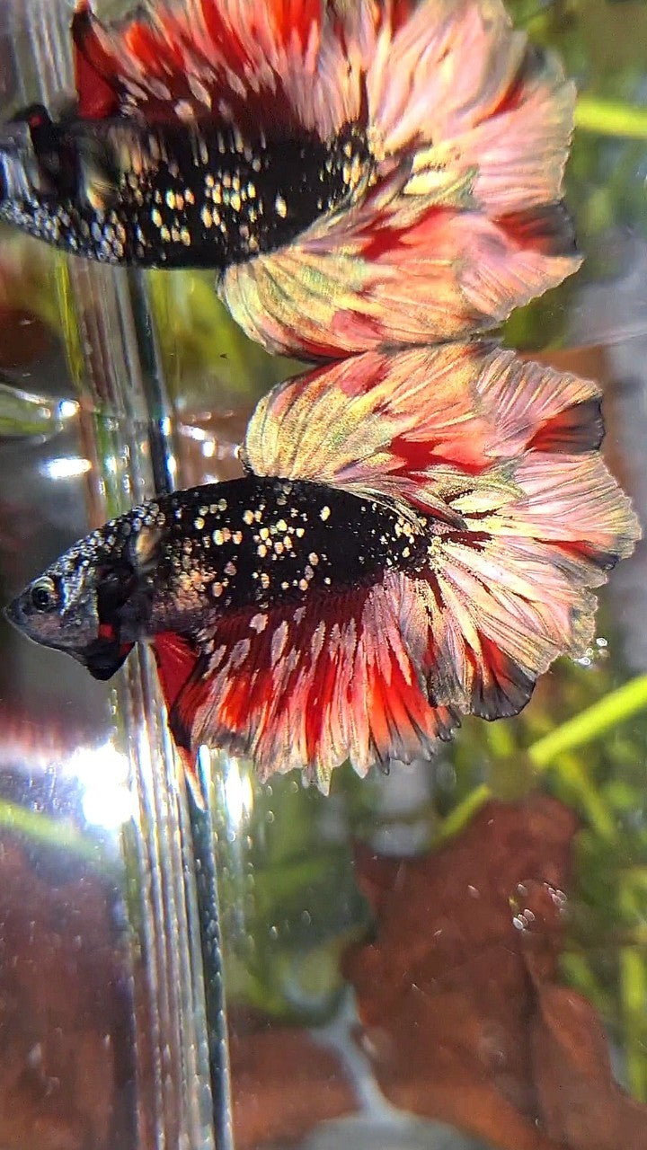 LUXURY HALFMOON FEATHER TAIL BLACK GALAXY COPPER GOLD AVATAR RED WASH BETTA FISH