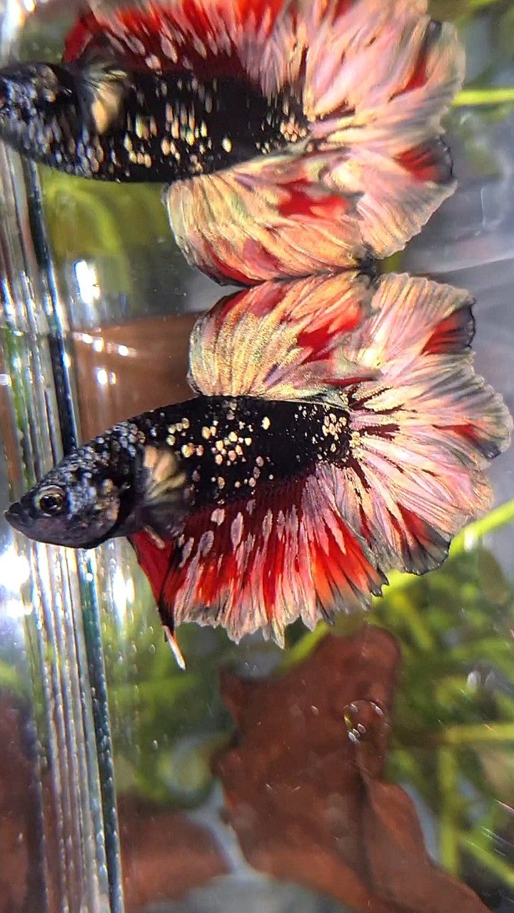 LUXURY HALFMOON FEATHER TAIL BLACK GALAXY COPPER GOLD AVATAR RED WASH BETTA FISH